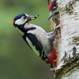 Young wild animals